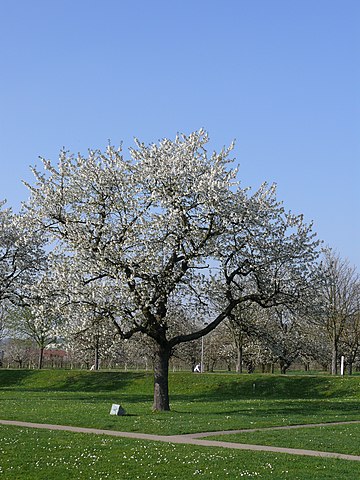 zieleń poznań