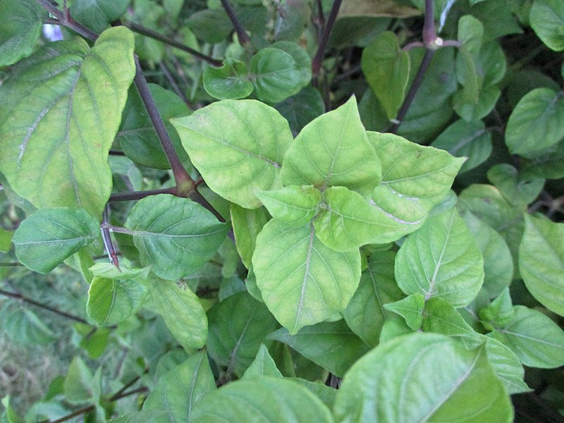 File:Chinese violet (Asystasia gangetica) leaves.jpg