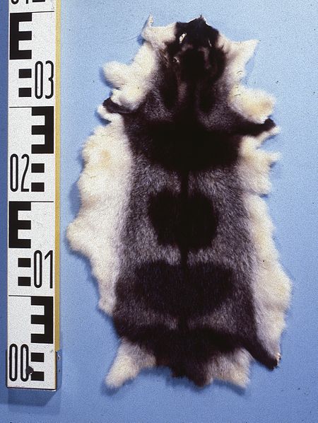 Tập tin:Chironectes minimus (Yapok) fur skin.jpg