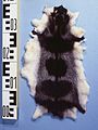 Chironectes minimus (Yapok) fur skin.jpg