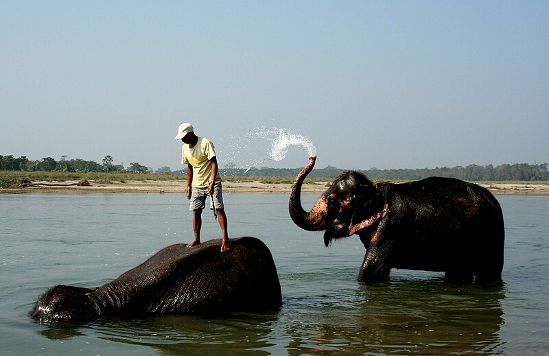 File:Chitwan Elephants bathing.jpg