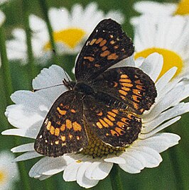 Chlosyne harrisii