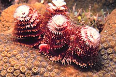 Christmas tree worm (Spirobranchus giganteus).jpg