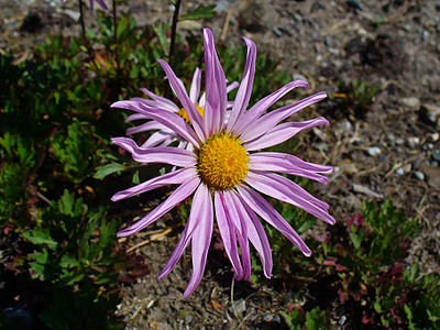 Chrysanthemum weyrichii Inflorescence