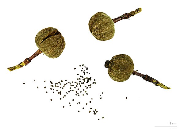 Cistus ladanifer capsule and seeds - MHNT