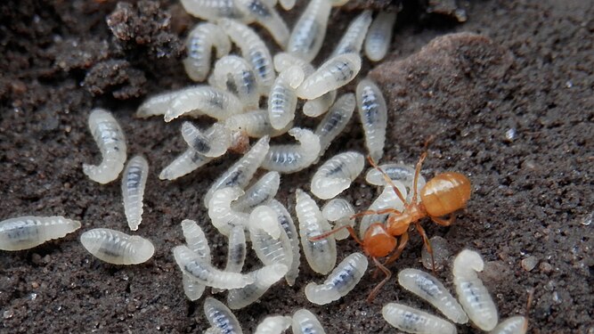 Ants (Formicidae) and their Larvae