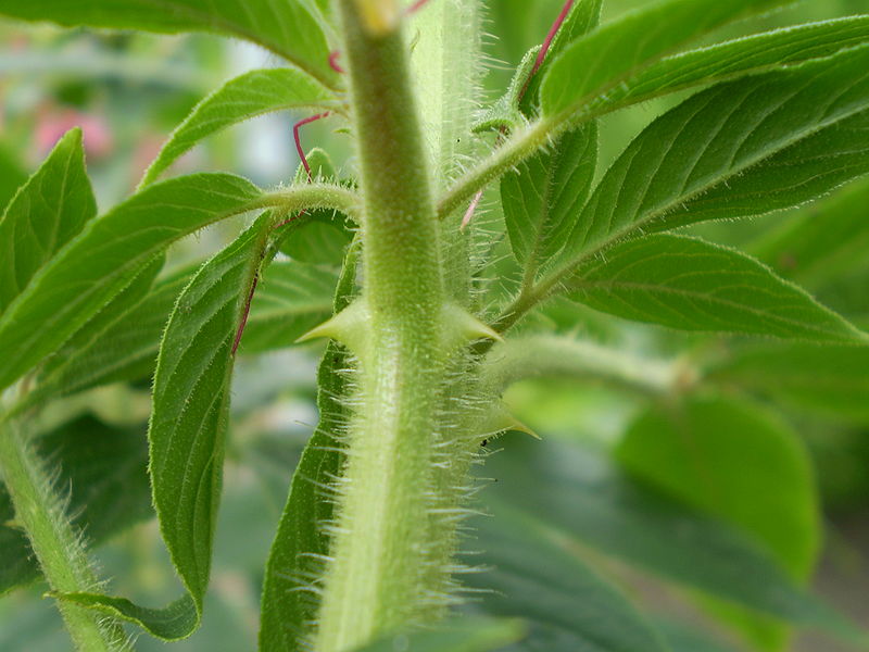 File:Cleome hassleriana 0.2 R.jpg