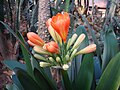 Clivia miniata (Lindl.) Bosse