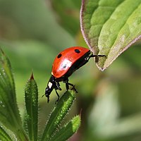 Coccinelle entre deux plantes.jpg