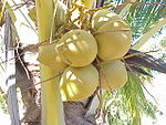 椰子 Coconut