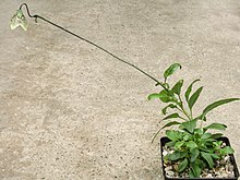 Codonopsis subscaposa растение 150815.jpg