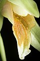 Coelogyne lycastoides Labellum