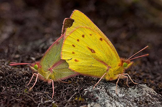 Colias dimera mating. The male is a brighter yellow than the female.