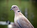 Collared Dove (Streptopelia decaocto) (5636949283).jpg