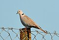 Collared Dove Streptopelia decaocto by Dr Raju Kasambe 2.JPG