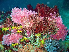 Colochirus robustus a reef.jpg oldalon