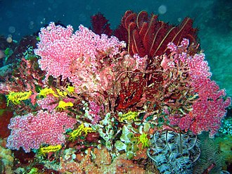 A group of robust sea cucumbers on a reef in Bali, Indonesia Colochirus robustus on reef.jpg