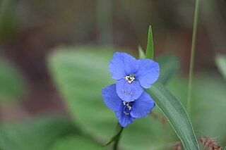 <i>Commelina lanceolata</i> Species of plant in the family Commelinaceae