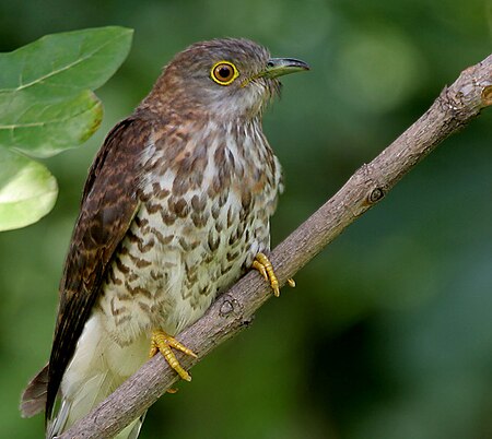 Tập_tin:Common_Hawk_Cuckoo_(Cuculus_varius)_in_Hyderabad_W2_IMG_8920.jpg