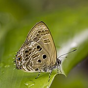 Anthene sylvanus sylvanus (Common indigo ciliate blue) male underside