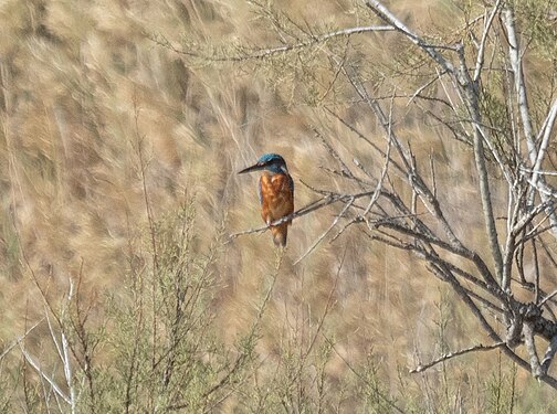 Common kingfisher, Simar Nature Reserve
