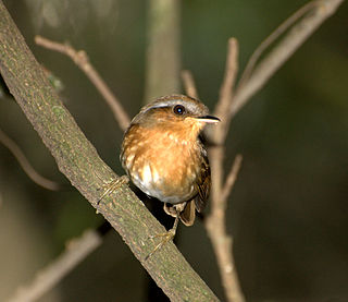 Rufous gnateater species of bird