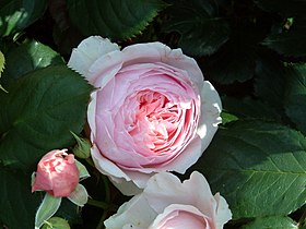 Constance Spry öğesinin açıklayıcı görüntüsü (pembe)