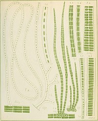 보라털속 (Bangia) 종 (fig. 2 & 3)