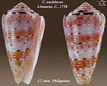 Conus aurisiacus 2.jpg