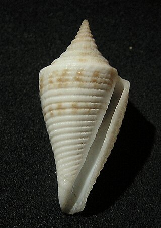 <span class="mw-page-title-main">Conilithidae</span> Family of gastropods