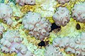 * Nomination Coral (Palythoa tuberculosa), Red Sea, Egypt --Poco a poco 10:31, 2 July 2023 (UTC) * Promotion  Support Good quality. --Jakubhal 18:22, 2 July 2023 (UTC)