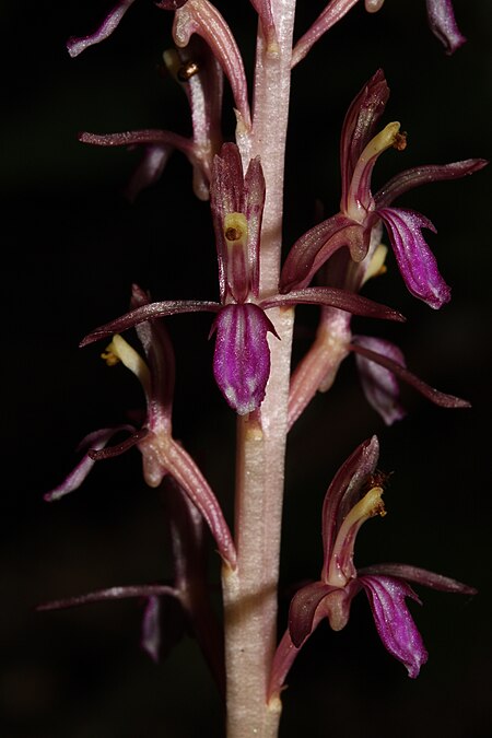 Tập_tin:Corallorhiza_mertensiana_1042.JPG