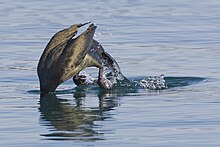 Cormorant (species unknown) begins its dive Cormorant diving for food in Morro Bay.jpg