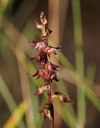 <i>Genoplesium laminatum</i> Species of orchid