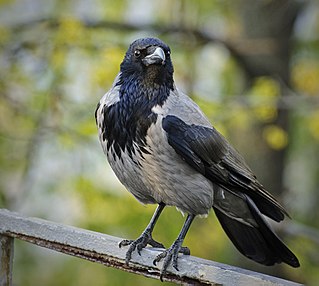 Die Aaskrähe ist eine Singvog