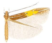 Cosmopterix dapifera.JPG