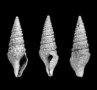 <i>Crassispira passaloides</i> species of mollusc