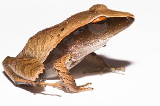 <i>Craugastor gollmeri</i> Species of frog