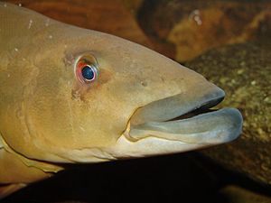 Xingu pesce persico comune, Crenicichla Xingu 1
