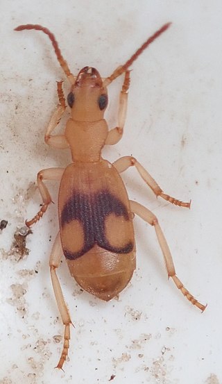 <i>Crepidogaster</i> Genus of beetles