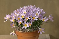 Crocus paschei