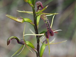 <i>Cryptostylis leptochila</i> Species of orchid