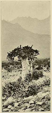 Cucumber Tree (Dendrosicyos).jpg