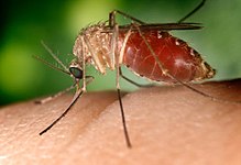 A southern house mosquito (Culex quinquefasciatus) is a vector that transmits the pathogens that cause West Nile fever and avian malaria among others. CulexNil.jpg