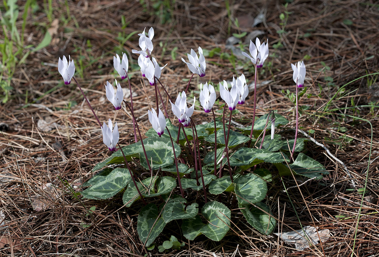 Ciclame Saiba Tudo Sobre Essa Planta - Guia de Como Plantar