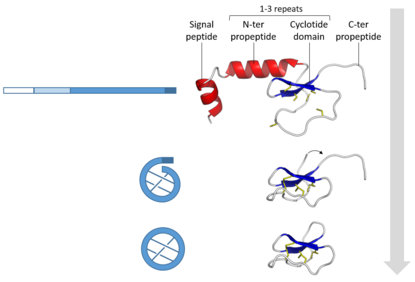 The cyclotide precursor is comprised a hydrophobic Signal peptide that targets the precursor to the Endoplasmic Reticulum (ER), an N-terminal propeptide that then targets it to the vacuole, a cyclotide domain and a final C-terminal propeptide necessary for cyclisation.The cyclotide domain folds in the ER, after which it is trafficked to the vacuole and the cyclotide domain is cyclised by an asperginyl endopeptidase. (PDB: 1WN8, 1NB1 ) Cyclotide biosynthesis.png