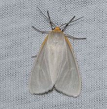 Cycnia inopinatus - Unexpected Cycnia Moth (ID verified by Ken Childs) (14422567929).jpg