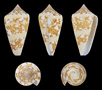 Conus ammiralis (Admiral Cone), shell