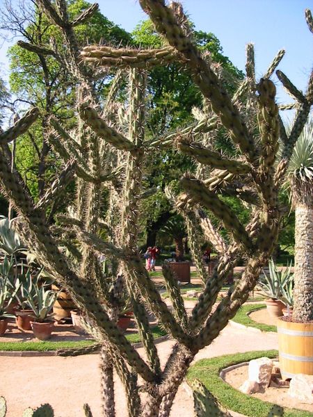 File:Cylindropuntia kleiniae.jpg