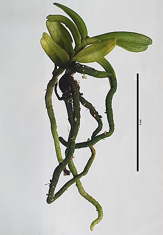 <i>Cymbilabia undulata</i> Species of orchid